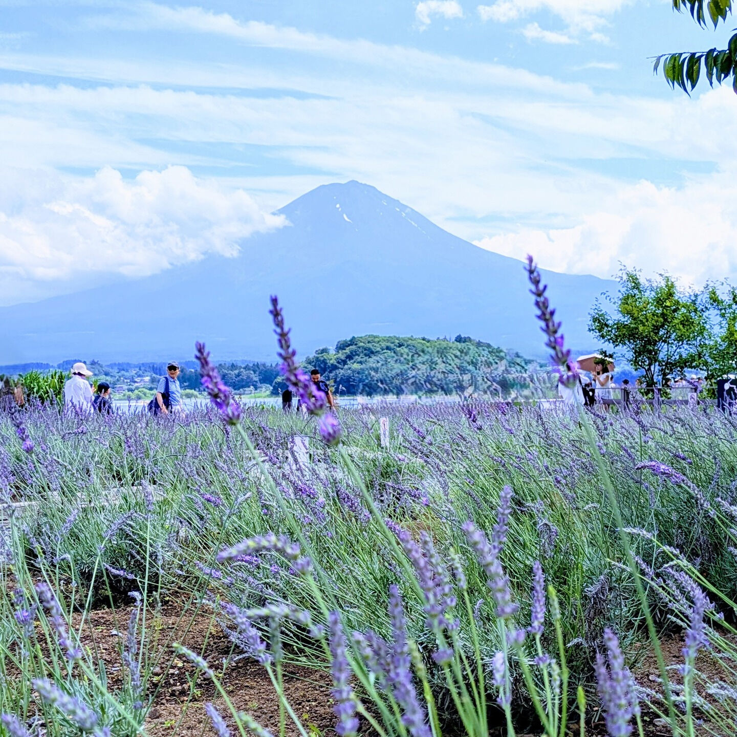 富士山とラベンダーの饗宴、河口湖の初夏を彩る「河口湖ハーブフ
