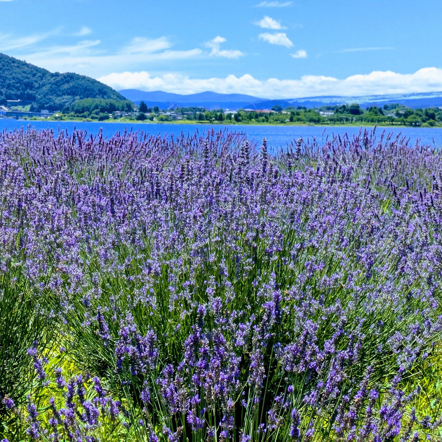 ラベンダーの香りに包まれて、涼やかな初夏のひとときを