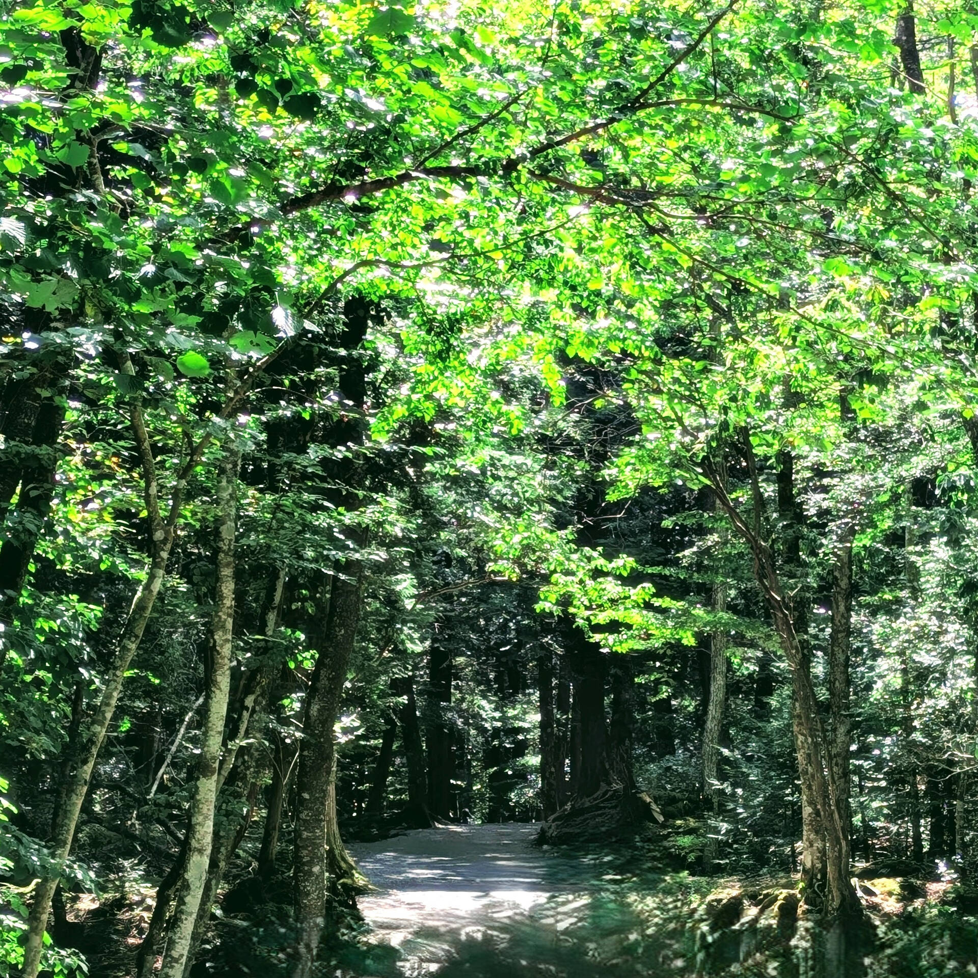 ―夏の疲れを、自然の中でリセット― 🌿💧