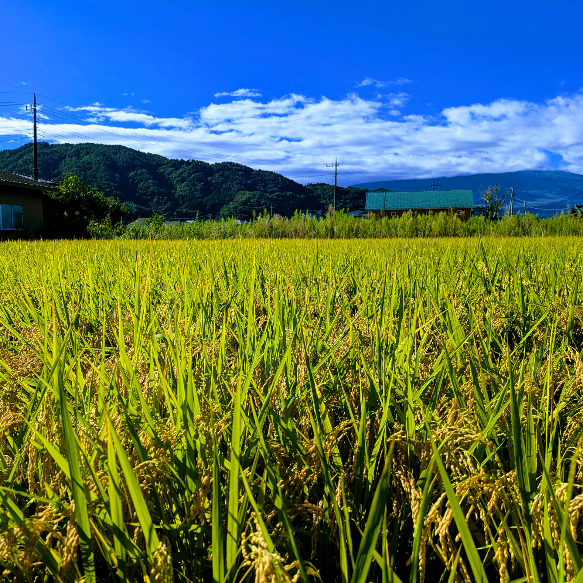 河口湖で過ごす穏やかな朝🍃