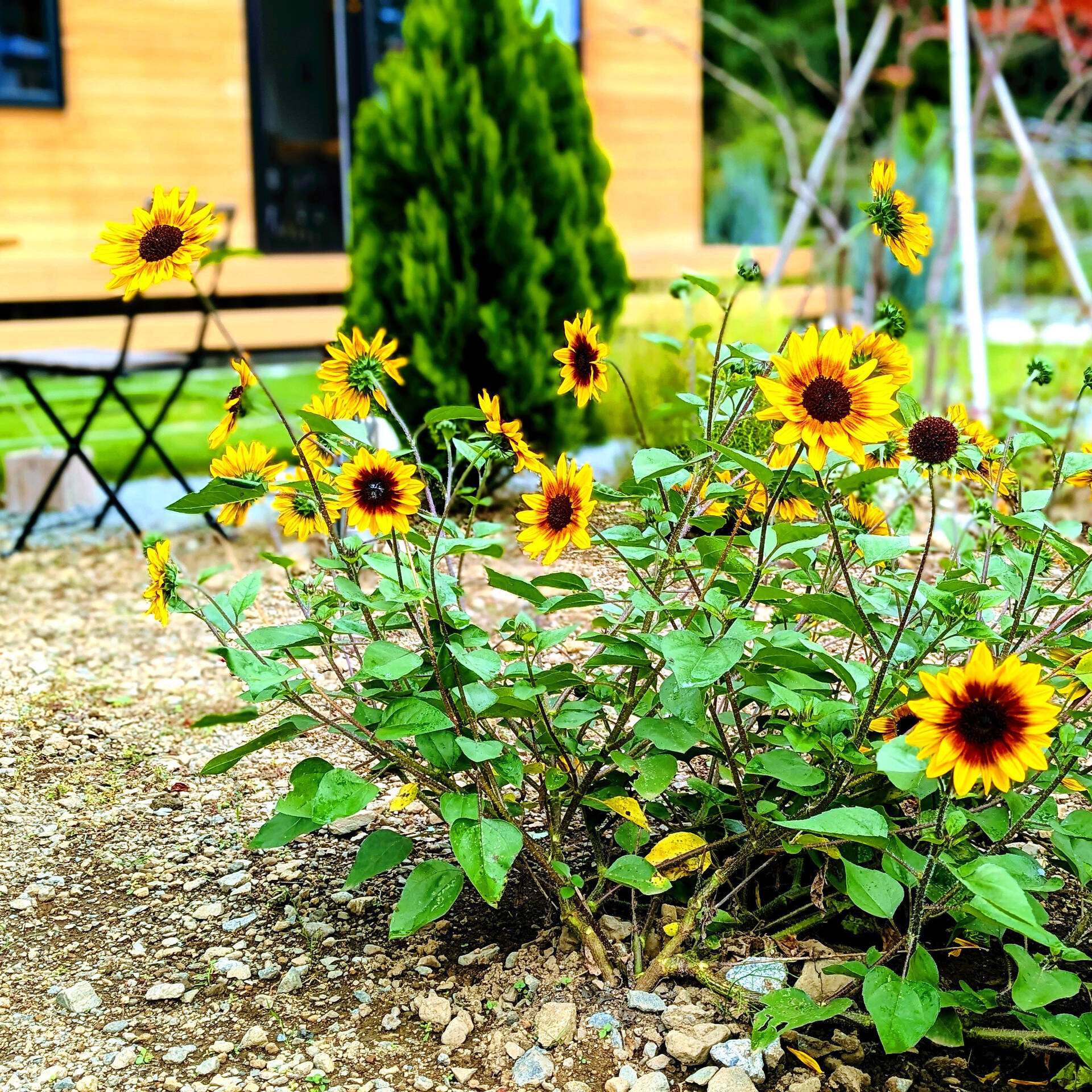 ― 夏の終わりに、ひまわりを🌻―