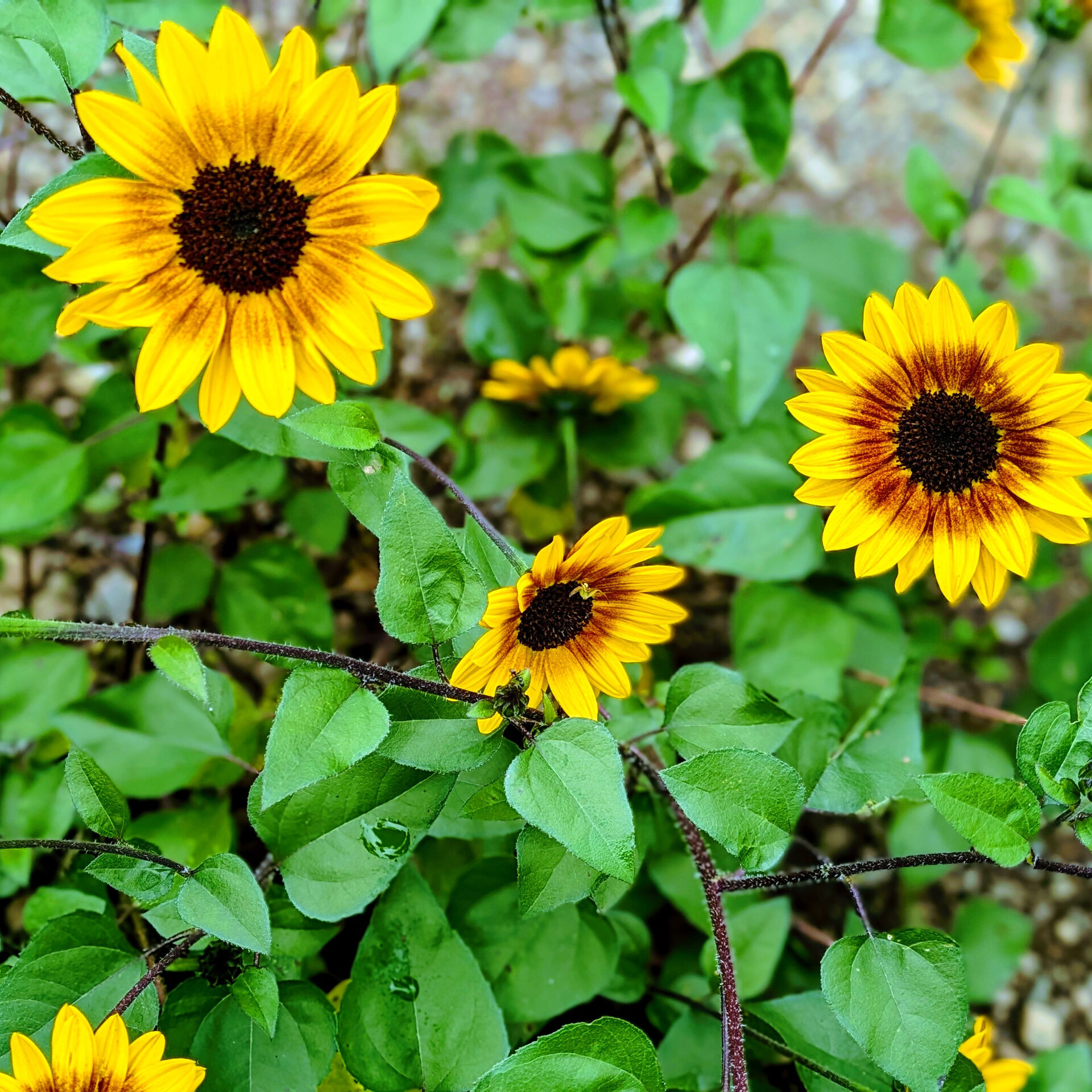 ― 夏の終わりに、ひまわりを🌻―